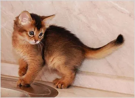 Сомалийски Cat (сомалийски) Фото и видео, цена, характер, описание порода