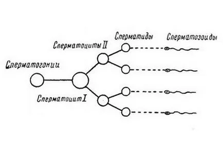 процес на зреене сперматозоиди и времето на образуване