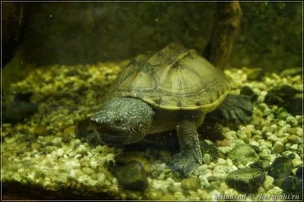 Staurotypus triporcatus (krestogrudaya бор) - Информация за костенурки и костенурки