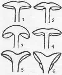 Structura de ciuperci, ciuperci comestibile și otrăvitoare