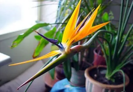 de îngrijire la domiciliu Strelitzia, foto și video