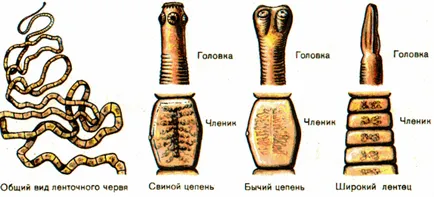 Galandféreg emberben - a fényképét, jelek, kulcsfontosságú jelei