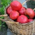 Barao de tomate negru, rosu, roz, auriu, regal