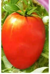 Tomate - descrierea gigant de zahăr din soi, cultivarea, tomate în special fotografie