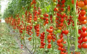 Barao de tomate negru, rosu, roz, auriu, regal