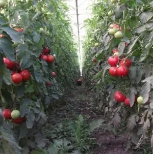 Tomate - roz Bush - Descriere f1 și caracteristicile soiurilor de randament de tomate, recomandări