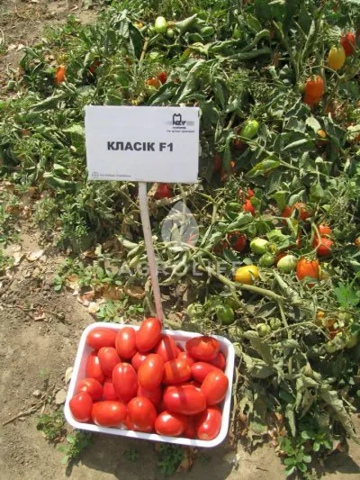 Tomate Descriere f1 clasică a soiului, caracteristici, recomandări pentru cultivarea