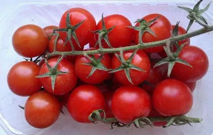 Tomatele sunt cele mai bune soiuri de seră