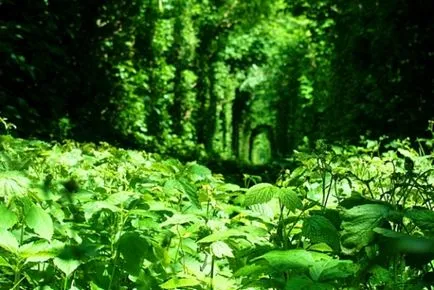 Tunnel of Love a falu Klevan