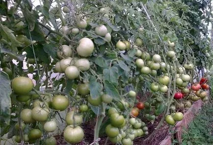 Tomate - roz Bush - Descriere f1 și caracteristicile soiurilor de randament de tomate, recomandări