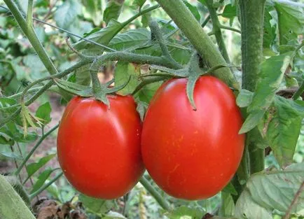 Домат новобранец (55 снимки) розов домат, характеристика и описание на сорта, които засадени, ревюта, клипове