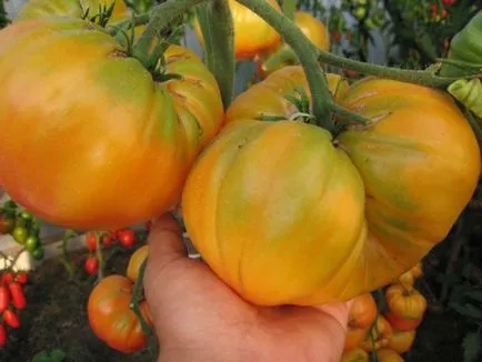 Tomate - descriere și caracteristici grad galben gigant, instrucțiuni de spălare și fotografii