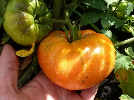 Tomate - descriere și caracteristici grad galben gigant, instrucțiuni de spălare și fotografii