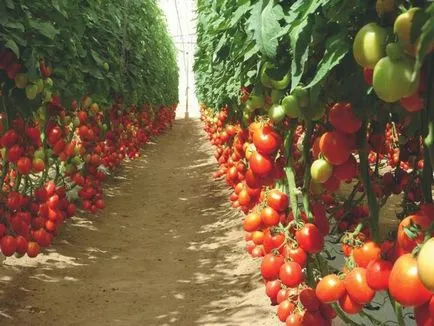 Tomatele sunt cele mai bune soiuri de seră