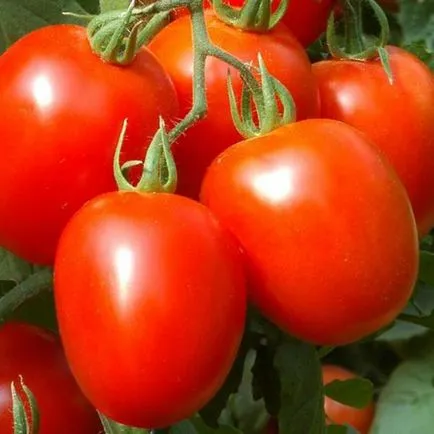 Tomatele sunt cele mai bune soiuri de seră