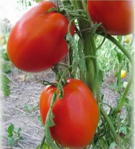 Tomate - descrierea gigant de zahăr din soi, cultivarea, tomate în special fotografie