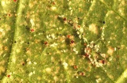 Thrips, акарите, листни въшки, бели грешки и въшки в орхидея