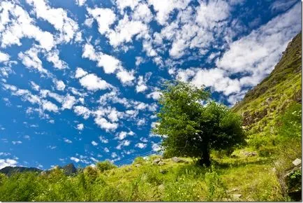 Trekking în flori vale Himalaya, în nordul Indiei