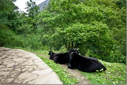 Trekking în flori vale Himalaya, în nordul Indiei