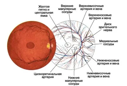 Тромбоза очите централната вена на ретината - най-симптоми и лечение на тромбоза CMC