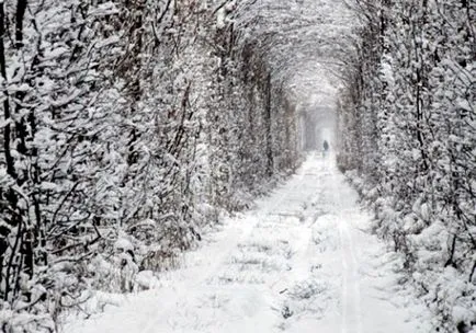 Tunelul de dragoste în satul Klevan în Ucraina - o fotografie, cum să ajungă la tunel