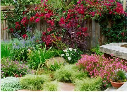 plante erbacee în grădină - o trecere în revistă a celor mai bune specii și varietăți cu fotografii, gradina de plantare