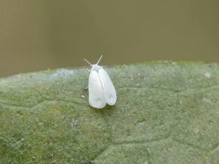 Tripszek, takácsatkák, levéltetvek, fehér bogarak és szúnyogok Orchid