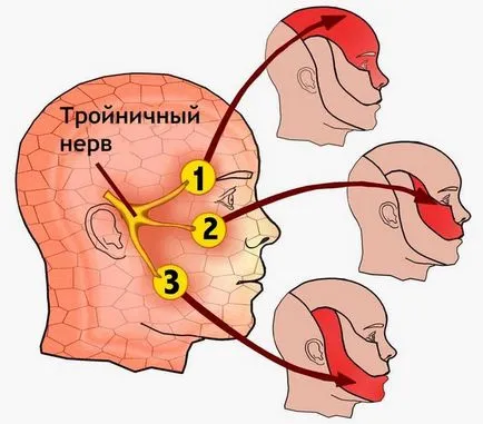 Háromosztatú ideg - anatómia, ahol a szem, arcüreg ideg