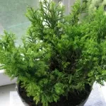 Thuja specii, de plantare și îngrijire în câmp deschis