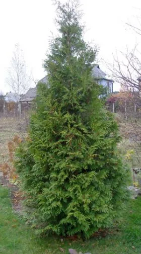 Thuja Occidentalis Брабант описание, засаждане и грижи, прическа