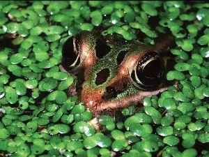 Toad ucrainean ca o linie de afaceri, un site de cereale