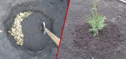 Thuja Occidentalis Брабант описание, засаждане и грижи, прическа