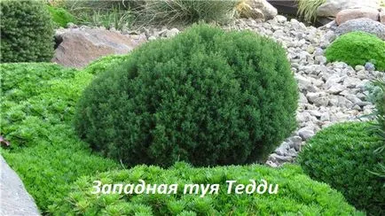 Thuja specii, de plantare și îngrijire în câmp deschis