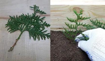 Thuja Occidentalis Брабант описание, засаждане и грижи, прическа