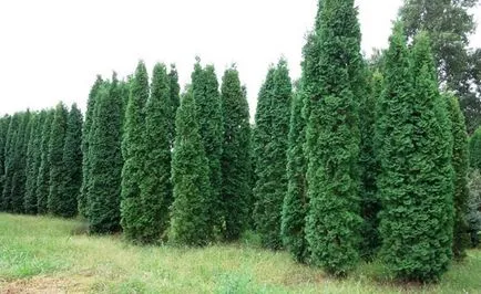 Thuja Occidentalis Брабант описание, засаждане и грижи, прическа