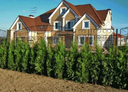 Thuja Occidentalis Брабант описание, засаждане и грижи, прическа