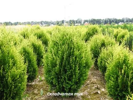 Thuja видове, засаждане и грижи в открито поле