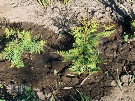 Thuja видове, засаждане и грижи в открито поле