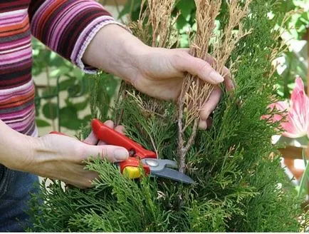 Thuja Occidentalis Брабант описание, засаждане и грижи, прическа