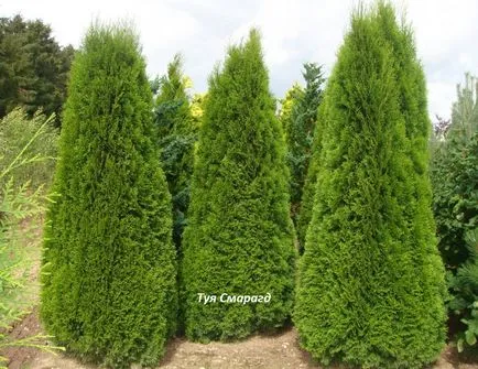 Thuja specii, de plantare și îngrijire în câmp deschis