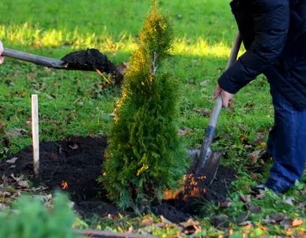 Thuja видове, засаждане и грижи в открито поле