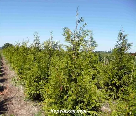 Thuja видове, засаждане и грижи в открито поле