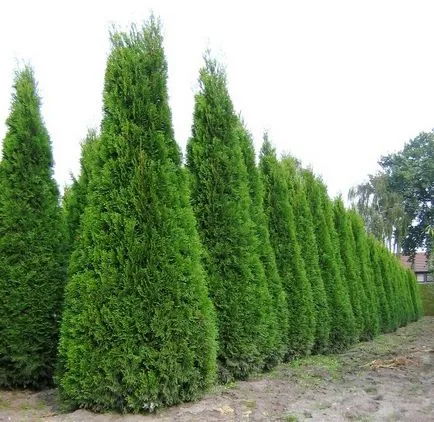 Thuja specii, de plantare și îngrijire în câmp deschis