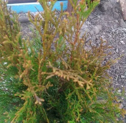 Thuja Occidentalis Брабант описание, засаждане и грижи, прическа