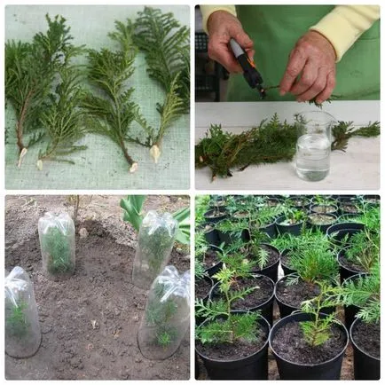 Thuja specii, de plantare și îngrijire în câmp deschis