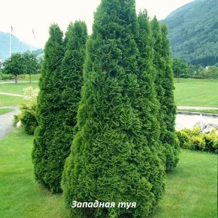 Thuja specii, de plantare și îngrijire în câmp deschis