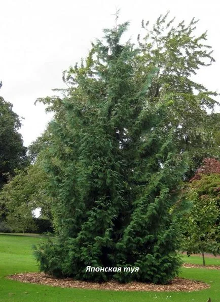 Thuja видове, засаждане и грижи в открито поле