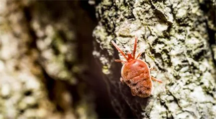 Distrugerea acarienilor în casă și parcele de gradina