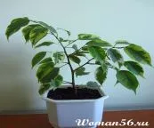 Грижа Ficus benjamina