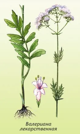 Valeriana officinalis, receptek a hagyományos orvoslás
